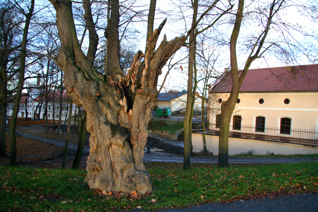 05 Dubový východ slunce.JPG